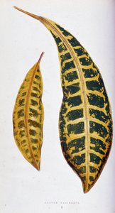 Croton blad variegata. Botanisk tavle i "" Planter med farverigt løv. Samling af de mest bemærkelsesværdige arter brugt til at dekorere haver, drivhuse og lejligheder af Edward Joseph Lowe og W. Howard, medlemmer af London Horticulture Society. Tran