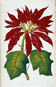 Blomst og blade af julestjerne Pulcherrima. Botanisk tavle i "" Planter med farverigt løv. Samling af de mest bemærkelsesværdige arter brugt til at dekorere haver, drivhuse og lejligheder af Edward Joseph Lowe og W. Howard, medlemmer af London Hort