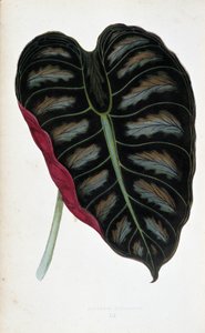 Blad af Alocasia metallica. Botanisk tavle i "" Planter med farvet løv. Samling af de mest bemærkelsesværdige arter brugt til at dekorere haver, drivhuse og lejligheder af Edward Joseph Lowe og W. Howard, medlemmer af London Horticulture Society.