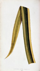 Blad af Ananassa Sativa Variegata. Botanisk planke i "" De farverige løvplanter.