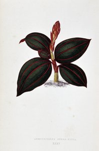 Blad af Anoectochilus Rubro Venia.