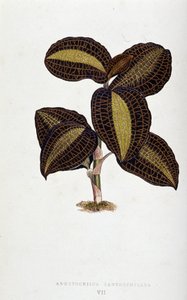Blad af Anoectochilus Xantophyllus. Botanisk tavle i "" Planter med farverigt løv.