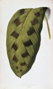 Blad af Maranta Pardina. Botanisk tavle i "" Planter med farverigt løv. Samling af de mest bemærkelsesværdige arter brugt til at dekorere haver, drivhuse og lejligheder af Edward Joseph Lowe og W. Howard, medlemmer af London Horticulture Society. Tr af Joseph Edward and Howard W Lowe