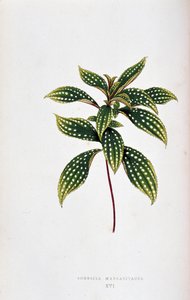 Blad af Sonerila margaritacea. Botanisk tavle i "" Planter med farverigt løv. Samling af de mest bemærkelsesværdige arter brugt til at dekorere haver, drivhuse og lejligheder af Edward Joseph Lowe og W. Howard, medlemmer af London Horticulture Socie