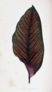 Maranta blad megalis. Botanisk tavle i "" Planter med farverigt løv.