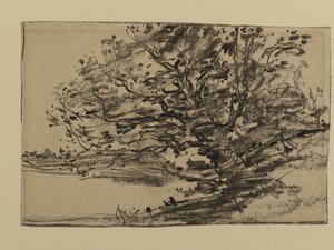 Study of Trees, 1870 (grafit på papir) af Joseph Frank Currier