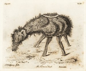 Grøntsagslammet af tartar. af Joseph Halfpenny