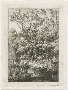 skov udsigt