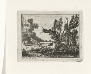 polard piletræer