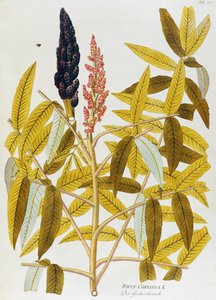 Elm-leaved sumach eller siciliansk sumak (Rhus coriaria) af Joseph Jacob von Plenck (1735-1807), fra Icons of Medicinal Plants, Wien