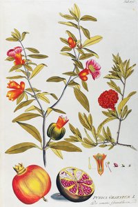 Granatæble (Punica granatum) af Joseph Jacob von Plenck (1735-1807), fra Icons of Medicine Plants, Wien