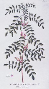 Ægte indigo (Indigofera tinctoria) af Joseph Jacob von Plenck (1735-1807), fra Icones plantarum medicinalium, Wien