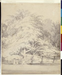 Bøgetræer (grå blæk skyller over blyant på hvidt papir) af Joseph Mallord William Turner