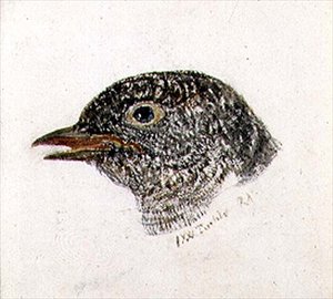 Gøg, fra The Farnley Book of Birds, ca. 1816 (blyant og akvarel på papir) af Joseph Mallord William Turner