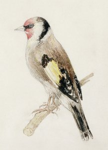 Goldfinch, fra The Farnley Book of Birds, ca. 1816 (blyant og akvarel på papir) af Joseph Mallord William Turner
