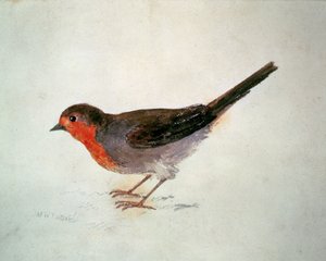 Robin, fra The Farnley Book of Birds, ca. 1816 (blyant og akvarel på papir) af Joseph Mallord William Turner