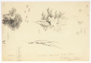 Skitser af elm og ask af Joseph Mallord William Turner