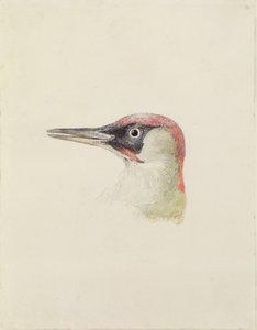 Spætte, fra The Farnley Book of Birds, ca. 1816 (blyant og akvarel på papir) af Joseph Mallord William Turner