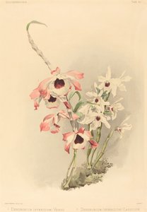 Dendrobium (Hybridium) Venus og Dendrobium (Hybridium) Cassiope af Joseph Mansell after Henry George Moon