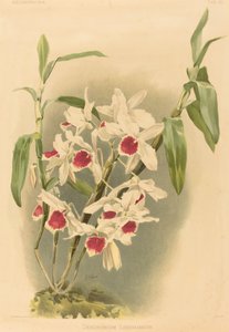 Dendrobium Leechianum af Joseph Mansell after Henry George Moon