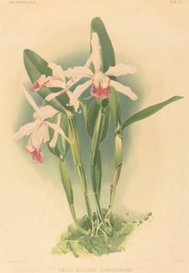Laelia Elegans Schilleriana af Joseph Mansell after Henry George Moon