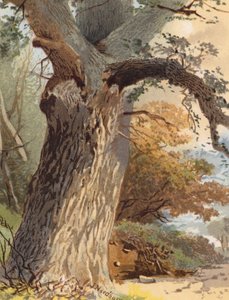 Elm-Trunk (farvelitografi)