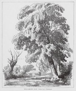 Fuldvoksen elm (litografi)
