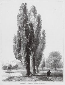 Lombardiske popler (litho)