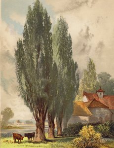 Lombardiske popler, engelsk scene (farvelitografi)