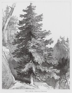 The Larch (litografi)