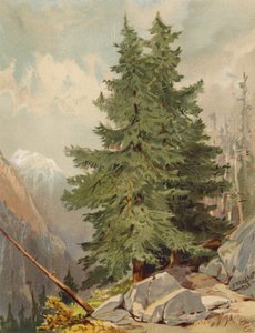 The Larch, alpescene (farvelitografi)