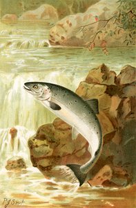 Et laksespring af Joseph Smit