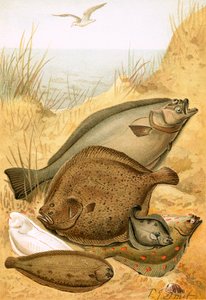 Flad fisk