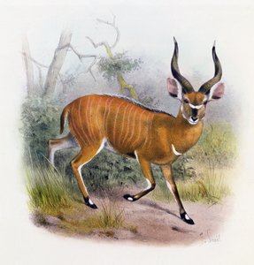 Den bredhornede antilope, fra 