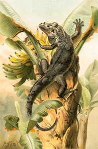 Den sorte leguan
