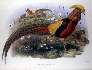 Thaumalea picta (Guldfasan) indgraveret af M. & N. Hanhart af Joseph and Smit J. Wolf