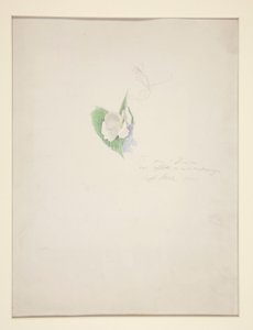 Blomst af Joseph Stella