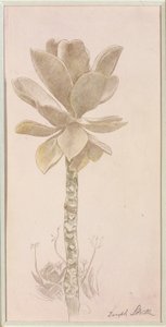 Studie af blomster af Joseph Stella
