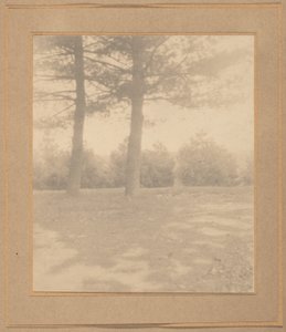 Landskab med træer,ca. 1900 (foto) af Joseph T. Keiley