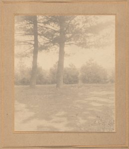 Landskab med træer, ca. 1900.