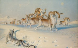 En sneleopard, der forfølger Ovis Poli, af Joseph Wolf