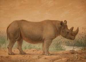 Afrikansk næsehorn af Joseph Wolf