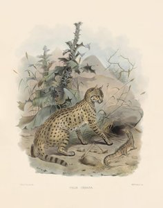  af Joseph Wolf