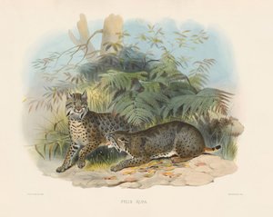  af Joseph Wolf