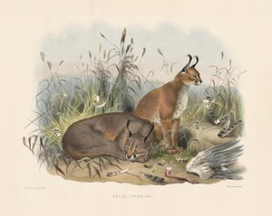  af Joseph Wolf