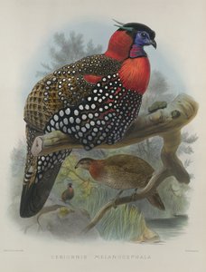Crimson Bellied Tragopan, graveret af M. & N. Hanhart, 1870-72 af Wolf, Joseph (1820-99) & Smit, J. (fl.1870)