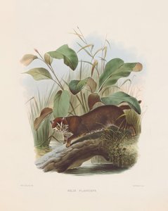  af Joseph Wolf