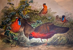 Hornet tragopan, 1861 af Joseph Wolf