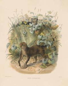  af Joseph Wolf