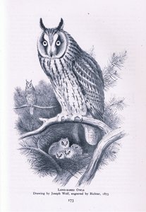 Long Eared Owl, Nature in Britain udgivet af Collins, 1946 af Joseph Wolf